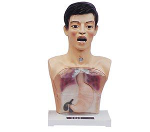 Transparent Gastric Lavage Model